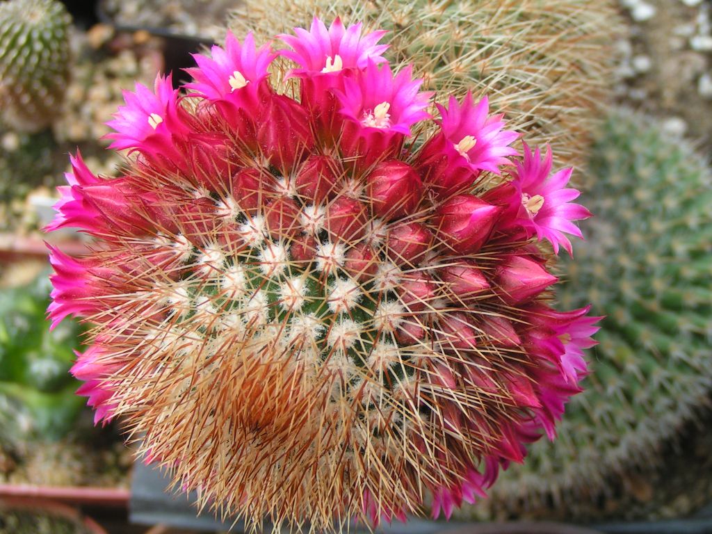 Mammillaria pilcayensis v. chrysodactyla